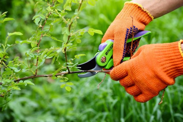 Aménagement paysager : quels conseils pour un jardin avec peu d'entretien ?